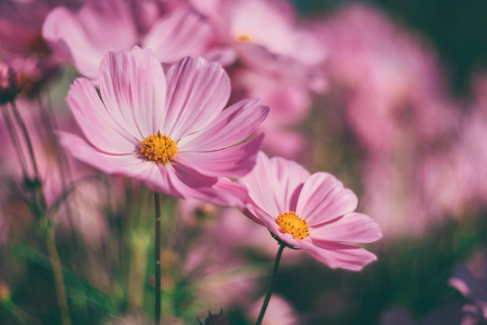 pink cosmos flowers background in vintage style