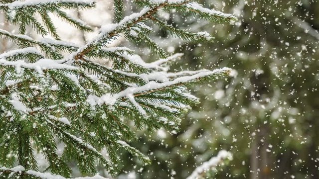 snowfall in the forest, beautiful winter landscape, video loop