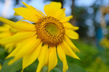 Obraz premium Summer beautiful yellow sunflower blossom