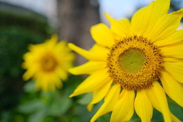 Summer beautiful yellow sunflower blossom