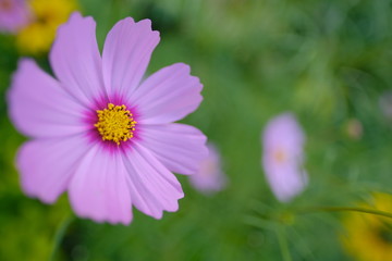 cute little pink flower in petal color