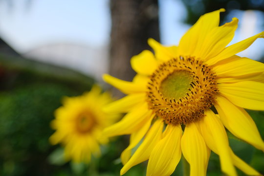 Summer beautiful yellow sunflower blossom