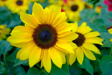 Obraz premium Summer beautiful yellow sunflower blossom