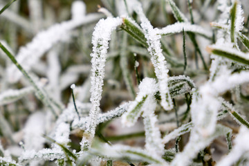 Frost in a winter forest, green grass covered with ice and snow, cold weather concept
