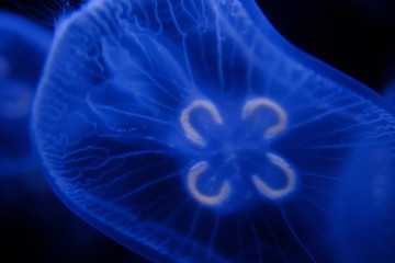 Jellyfish in black and blue