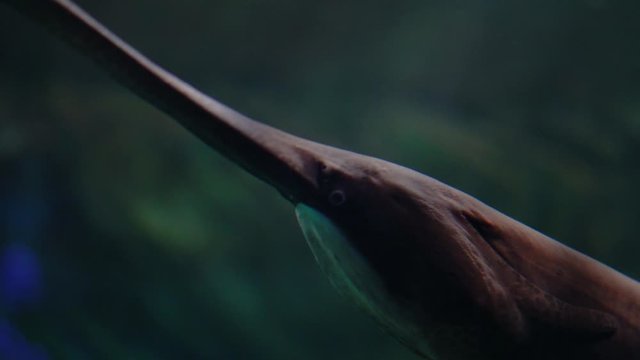 Cinematic underwater view of a Paddlefish