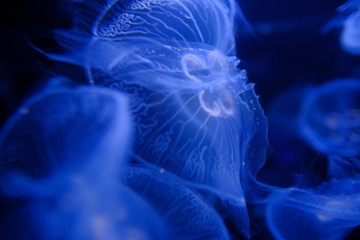 Jellyfish in black and blue