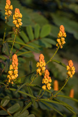 Candle bush flowers in the plantation . Beautiful Senna alata plant.Also known as emperor's candlesticks,candle bush. candle bush flower or ringworm bush in the forest with nature blurry background.