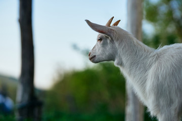 Fototapeta premium goat on a farm