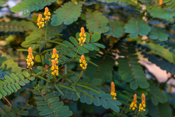 Candle bush flowers in the plantation . Beautiful Senna alata plant.Also known as emperor's...