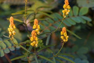 Candle bush flowers in the plantation . Beautiful Senna alata plant.Also known as emperor's candlesticks,candle bush. candle bush flower or ringworm bush in the forest with nature blurry background.