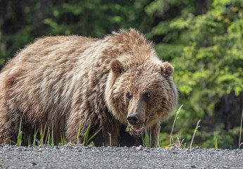 Grizzly bear eating flowers near the road in British Columbia, Canada