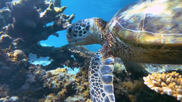 Head on / Face to a face shot of green sea turtle eating red seaweed on a pristine reef. Exotic island vacation, snorkelling or diving.