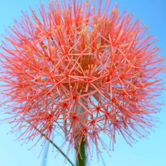 Naklejka premium African Fireball Lily Against Blue Background