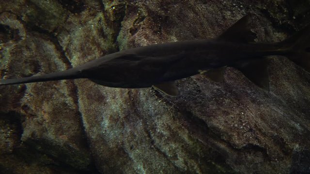Cinematic underwater view of a Paddlefish