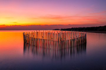 The abstract blurry background of the twilight light in the evening, seeing a multitude of birds...