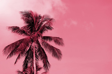 Fototapeta na wymiar Palm tree against a cloudy sky on a sunny day. Tropical background pink color toned