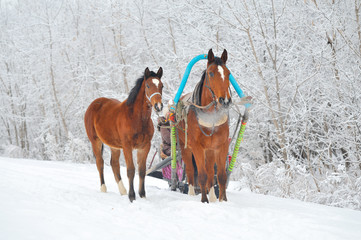 horses in winter