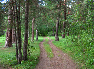 chelyabinsk, russia 06 06 2019: Cross the dirt road through the lush pine trees in summer.