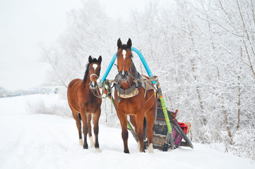 horses in winter