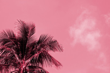 Fototapeta na wymiar Palm tree against a cloudy sky on a sunny day. Tropical background pink color toned