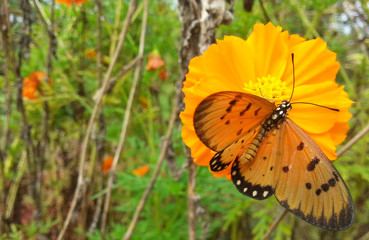 butterfly on yellow flower