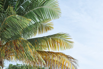 palm tree on background of blue sky