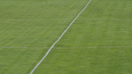 field with lines of grass