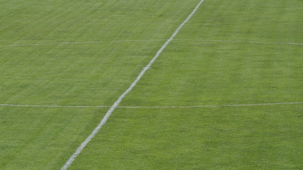 field with lines of grass