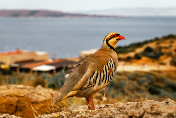 A chukar partridge (Alectoris chukar) in Cape Sounion, Greece.  It is a Eurasian upland gamebird in the pheasant family Phasianidae.