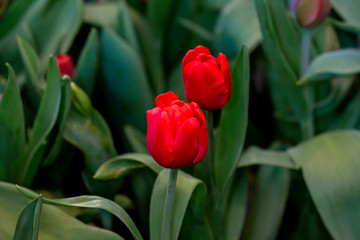 Red tulips with blurred background.