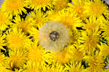 Many yellow dandelions close up