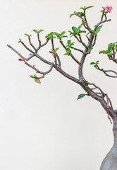 Adenium or desert rose flower