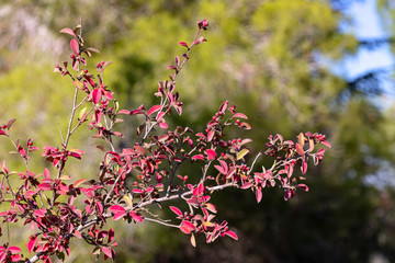 Bush branches with autumn bright red leaves and berries on a blurry background