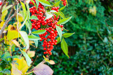 red berries of viburnum on a branch