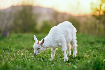 Obraz premium goat on green grass