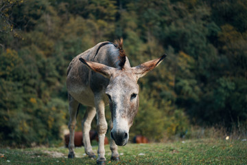 donkey in field