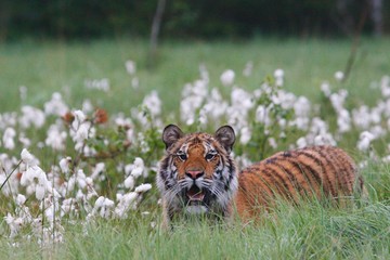 The Siberian tiger (Panthera tigris Tigris), or  Amur tiger (Panthera tigris altaica) in the grassland.