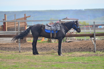 horse and rider