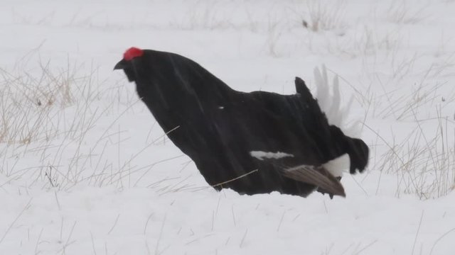 Black Grouse lekking on the snow. Scientific name : Tetrao Tetrix. Natural habitat. Early Spring.