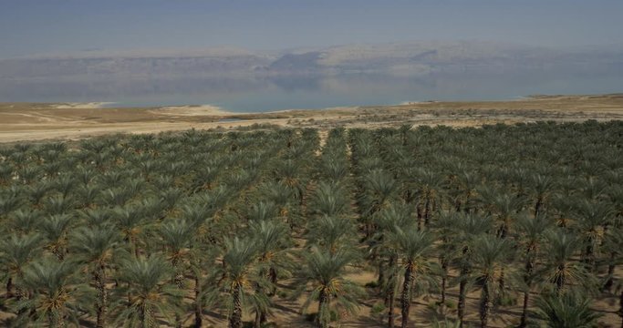 Aerial, date palm plantation in arid landscape, calm glassy lake in background