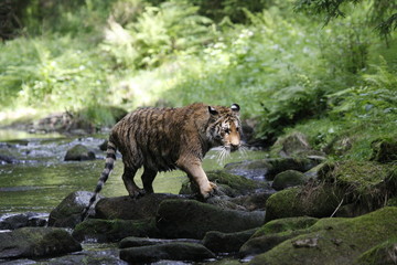 The Siberian tiger (Panthera tigris Tigris), or  Amur tiger (Panthera tigris altaica) in the forest walking in a river.