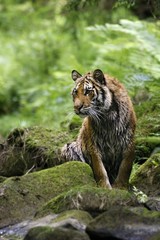 The Siberian tiger (Panthera tigris Tigris), or  Amur tiger (Panthera tigris altaica) in the forest walking in a river.
