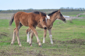 Obraz premium mare and foal