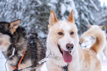 Sled dogs in Sweden