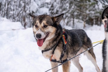 Sled dogs in Sweden