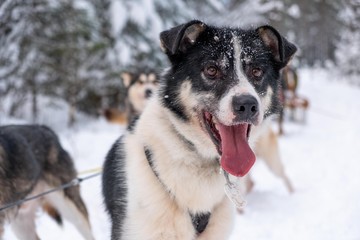 Sled dogs in Sweden