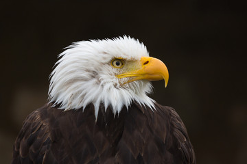 Close-up / profile of bald eagle. Portrait with head facing to the right. Detailed view on beak, eye, feathers. Neutral background. Latin name: haliaeetus leucocephalus. National symbol of the USA.
