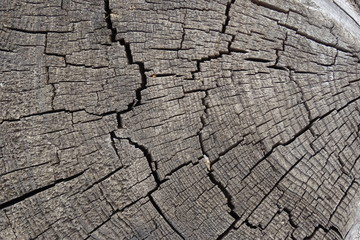Old cracked tree stump texture. Natural wooden background.