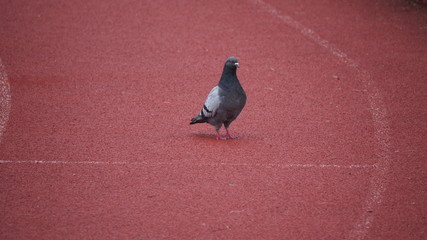 pigeon on a background